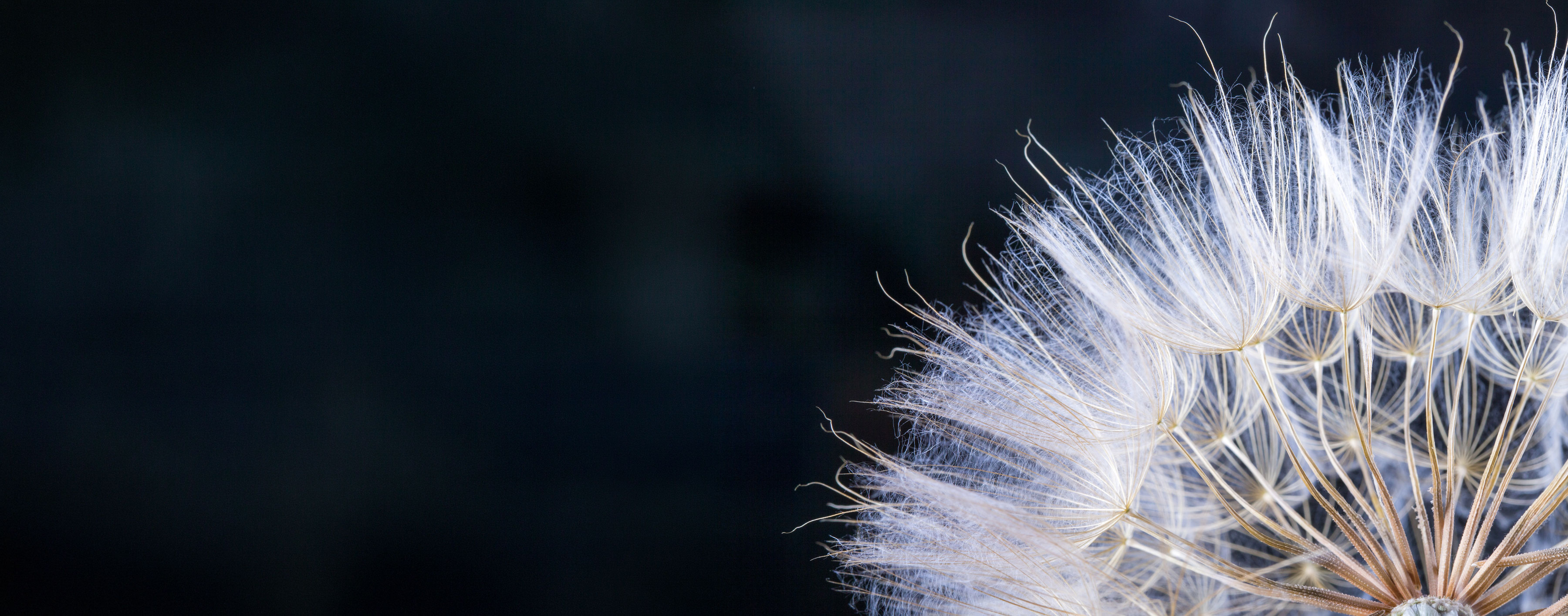 Fram Professionals - we recruit leaders for VC-backed, AIM-listed, PISCES and growth businesses across the UK